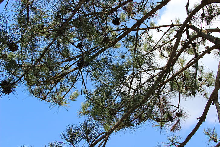 albero di pino, Echinacea, cielo blu, nuvola bianca, alberi, primavera, piena di vita