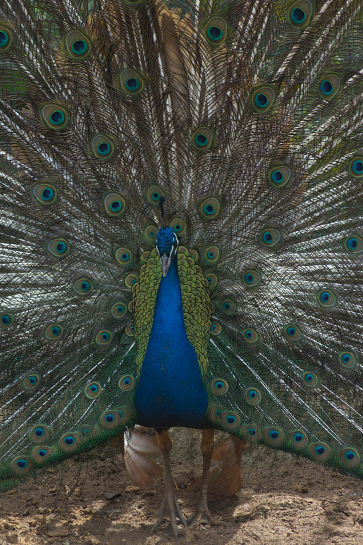 pavo real, cola, colores, azul, Parque zoológico, naturaleza, mundo animal