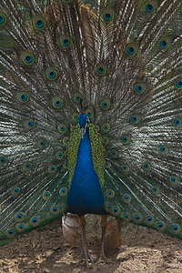 pavão, cauda, cores, azul, jardim zoológico, natureza, mundo animal