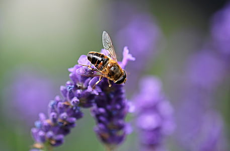 lavender, hoverfly, insect, flight insect, lavender blossom, blossom, bloom