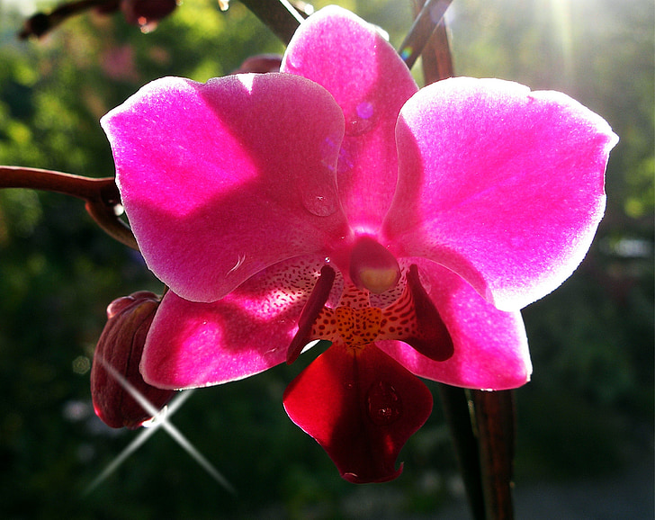 orchidej, okrasná rostlina, květ, Bloom, Flora, fialová, Příroda