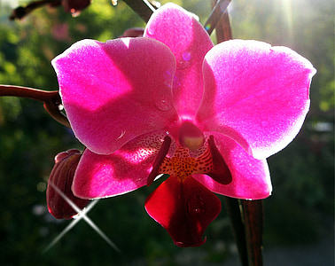 orquídea, planta ornamental, flor, flor, Flora, roxo, natureza