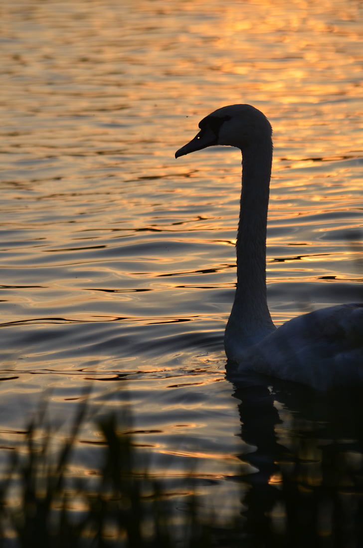 Swan, natur, dyr, vann