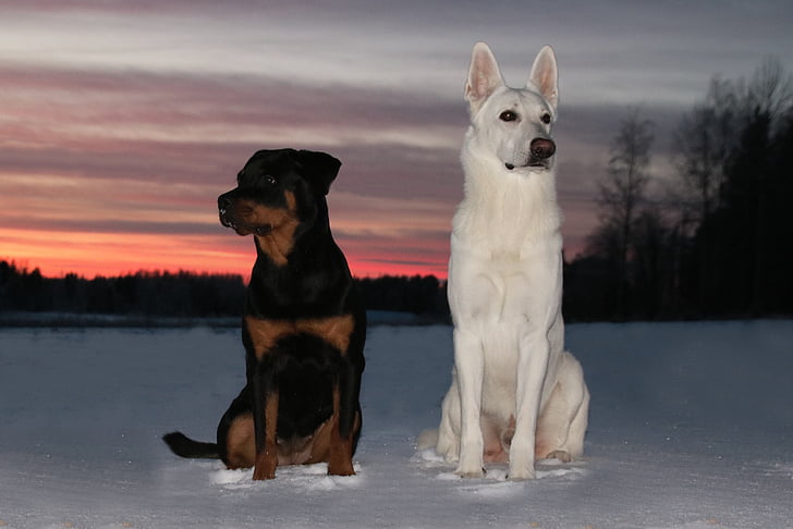 biely ovčiak, pes, Rotvajler, západ slnka, zimné, sneh, psy