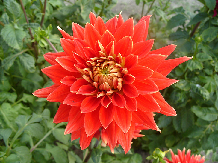 bunga, Dahlia, merah