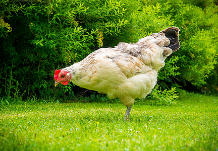 chicken, bird, domestic animal, summer, lawn