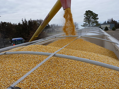 corn, agriculture, loading, truck, vehicle, commercial vehicle, usa