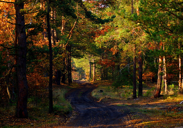 caminho, floresta, árvore, relaxamento, Outono, Outono dourado, cores de outono