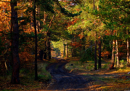 veids, kā, meža, koks, atpūta, rudens, zelta rudens, rudens krāsas