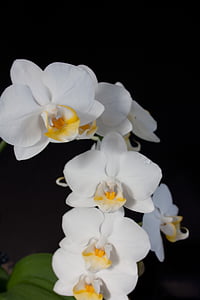 orchid, white, blossom, bloom, flower, close, plant