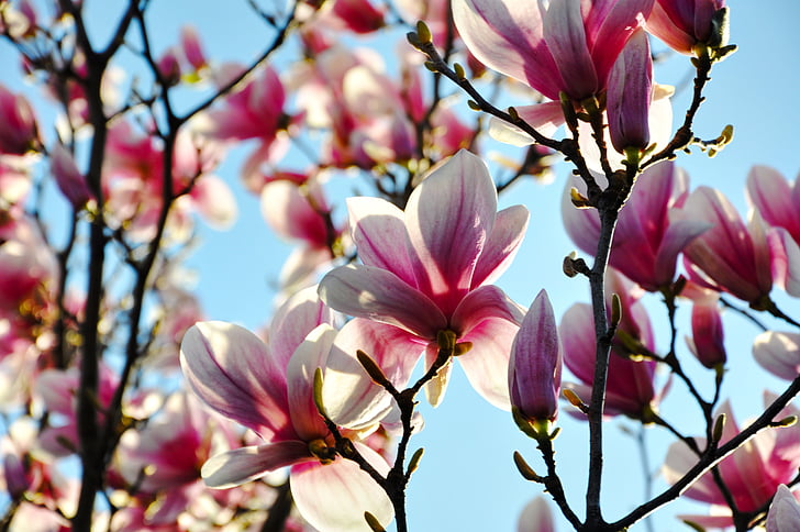 magnolia, spring, flower, bloom, blossom, springtime, pink color