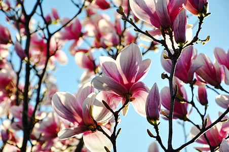 magnolijas, Pavasaris, puķe, Bloom, zieds, Pavasaris, rozā krāsa