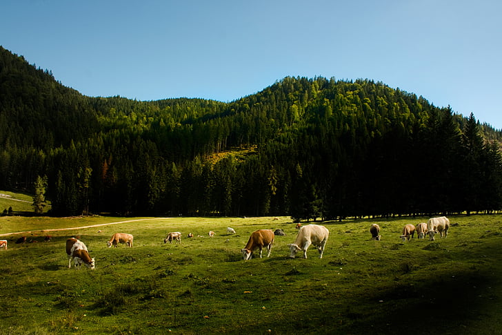 landscape, cows, agricultural, wood, grass, green, sky