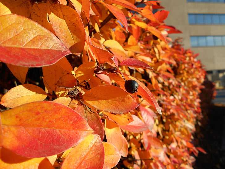 mùa thu, Tổng thống Bush, lá màu da cam, quả mọng, Thiên nhiên, Anchorage, Alaska
