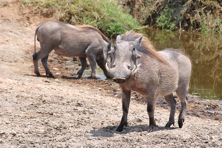 pumba, warthog, เซเรนเกติ, แทนซาเนีย, แอฟริกา, อุทยานแห่งชาติ, สัตว์