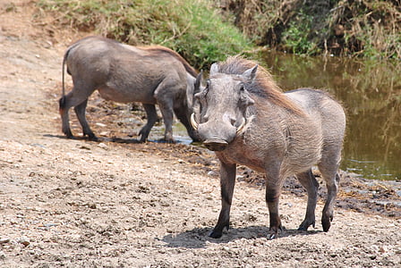 Pumba, Knobbelzwijn, Serengeti, Tanzania, Afrika, nationaal park, dier
