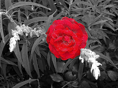 Rosa, Vintage, fleurs Vintage, rouge, plante