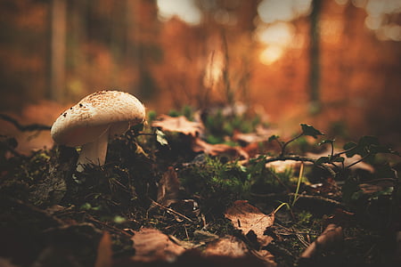 béžová, černá, houby, vedle, listy, list, na podzim