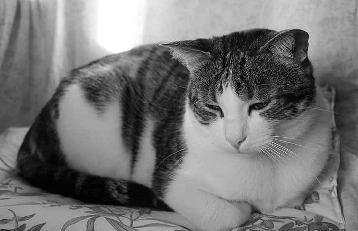 kucing, kucing sedih, hitam putih, kucing domestik, tidur, di dalam ruangan, berbaring