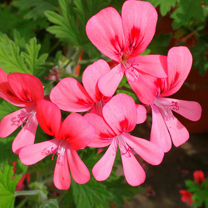 Pink, blomster, PETAL, Botanisk