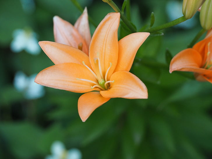 lírio, flores, Liliaceae