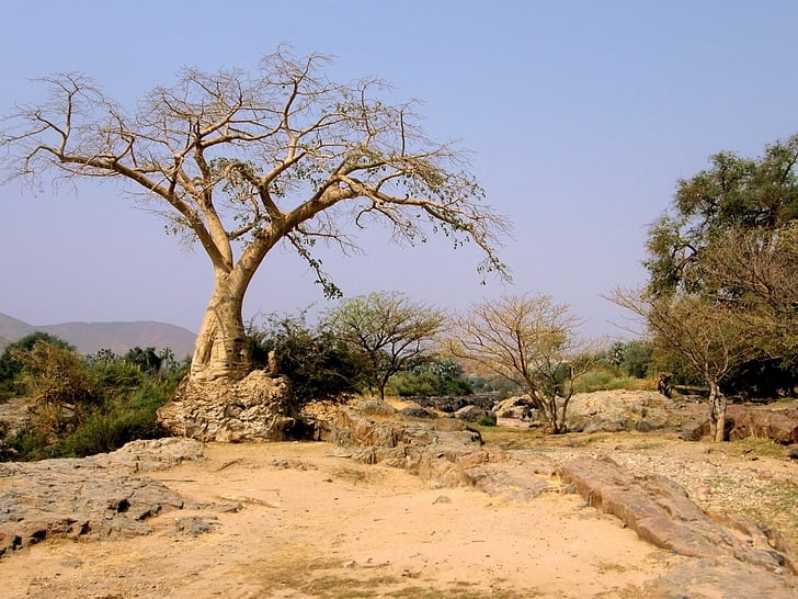 boom, bomen, woestijn, Namibië, Namibische woestijn, vuil, onverharde weg