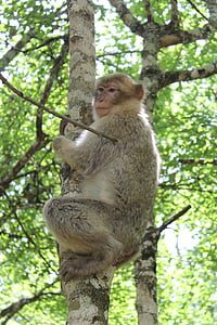 monkey, animal park, zoo, trees