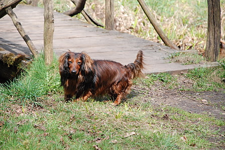 dachshund, gos, amics, animal, animals de companyia, a l'exterior, marró