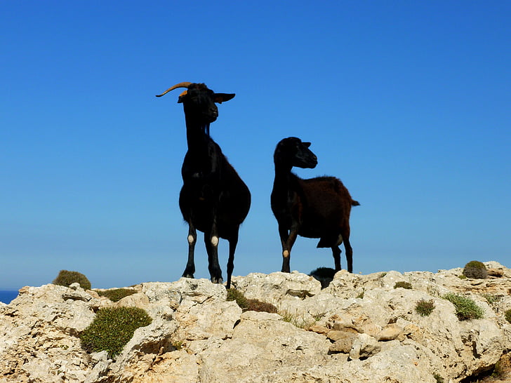 Billy goat, koza, pár, zvieratá, cicavce, Menorca, Ostrov