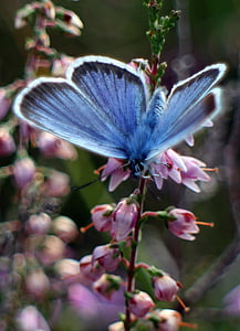 Argus bleu, papillon, papillons, bleu, Heather