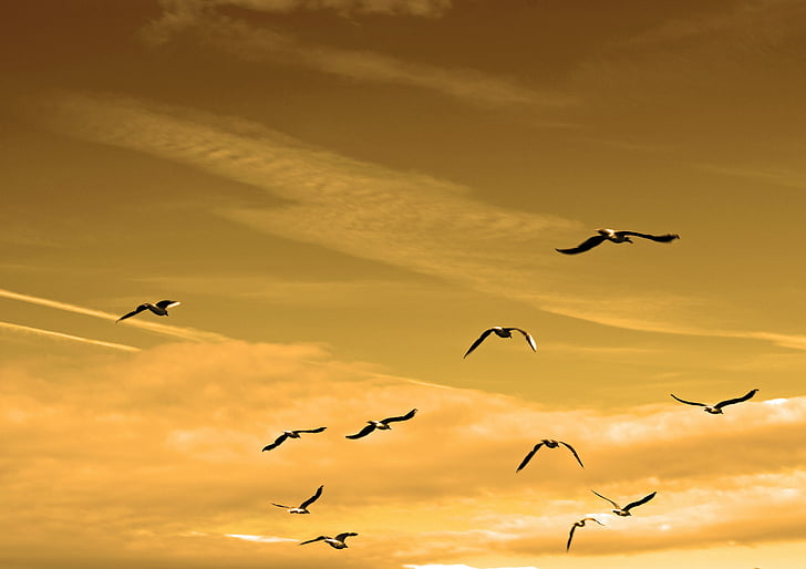 flock, birds, yellow, sky, daytime, animals, bird