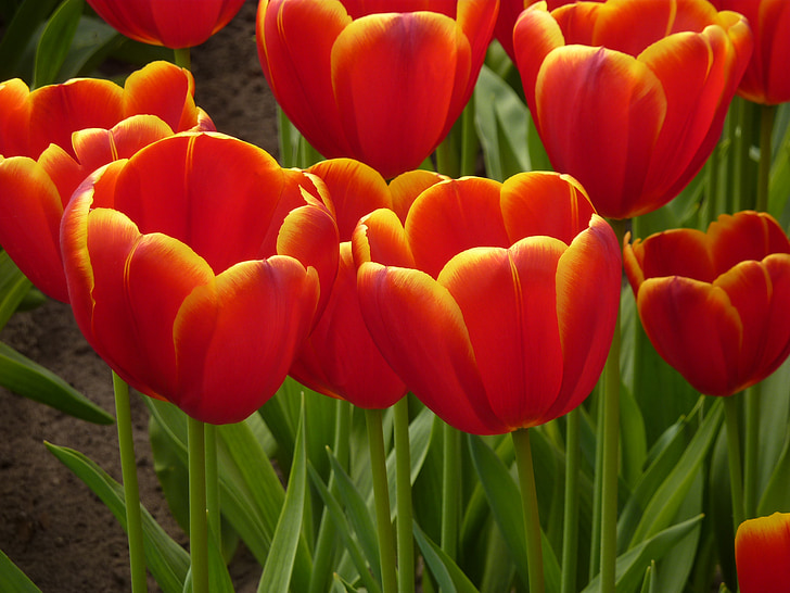 Tulip, Keukenhof, primavera, flor, floración, planta, cama tulipán