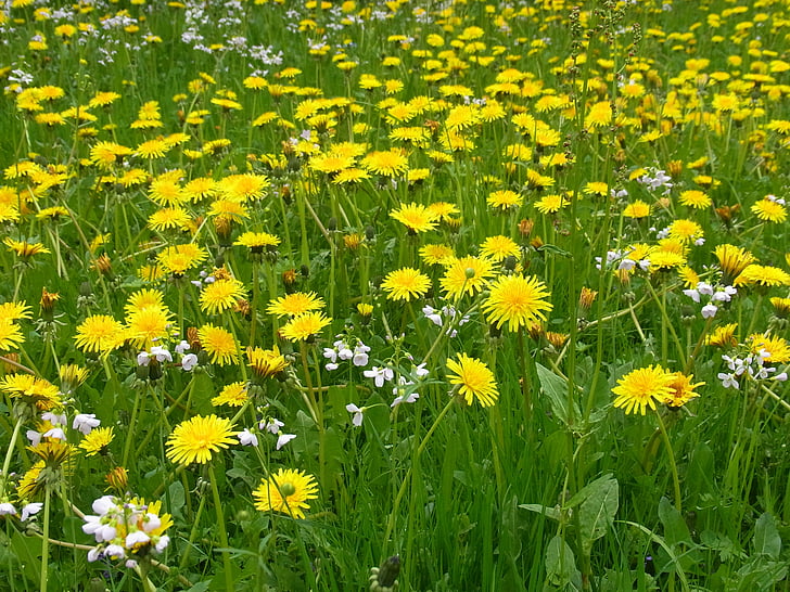 Meadow, mùa xuân, Bồ công anh, Blossom, nở hoa, màu vàng