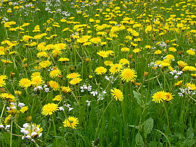 travnik, pomlad, Regrat, cvet, cvet, rumena