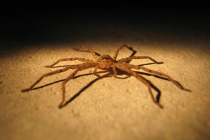 zirneklis, kukainis, kaitēkļu, bug, closeup, arachnid, šausmas