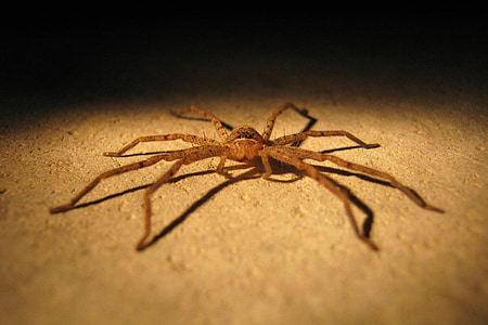 spindel, insekt, Pest, bugg, närbild, Arachnid, Horror