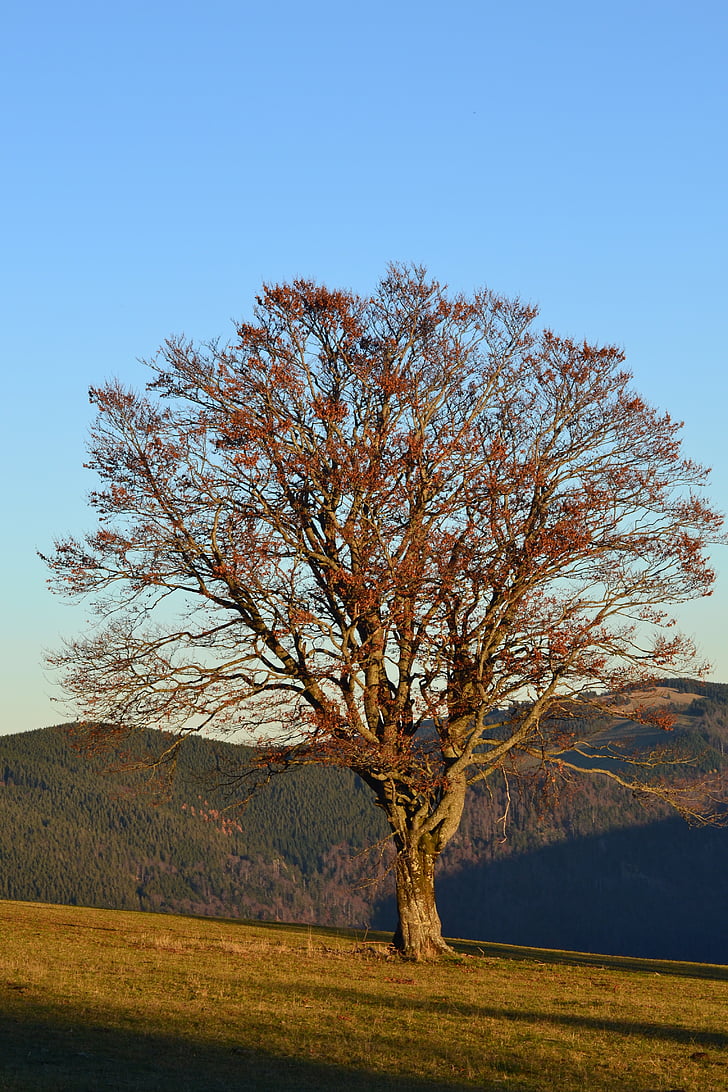 Černý les, Freiburg, Schauinsland, strom, podzim, idylické, Příroda