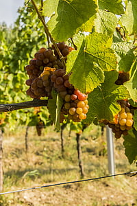 anggur, anggur, pálava, Moravia, musim gugur, alam