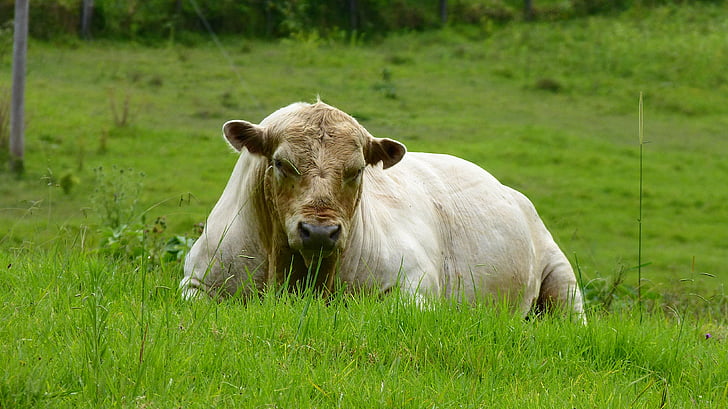 touro, vaca, produtos lácteos, animal, gado, pecuária