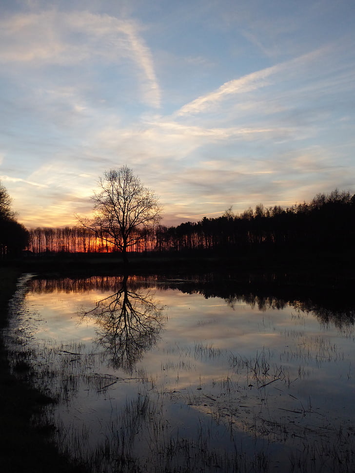 soluppgång, zelhem, Plas, spegel, träd, Nijman Vall, Gelderland