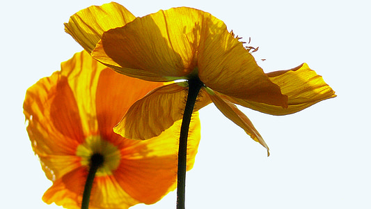 anemon çiçeği, mavi, çiçeği, Bloom, Bahar, çiçek, Kapat