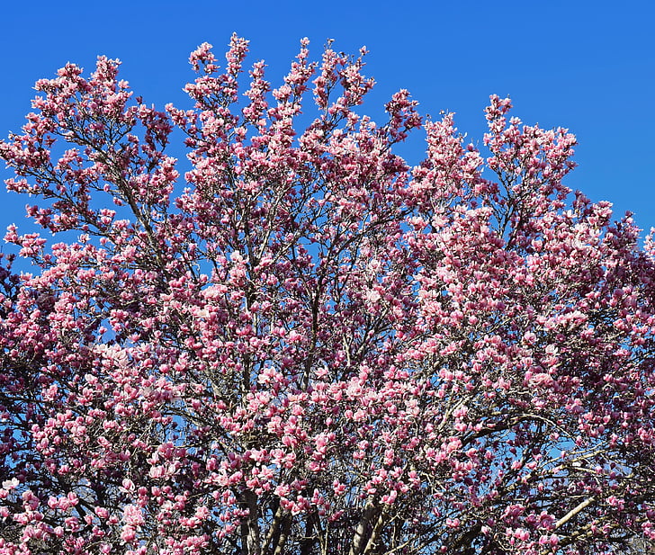 magnolia rose, Magnolia, arbre, plante, jardin, nature, printemps