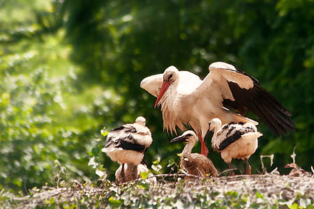 storks, hatching, young animals, young birds, feed, feather, breed