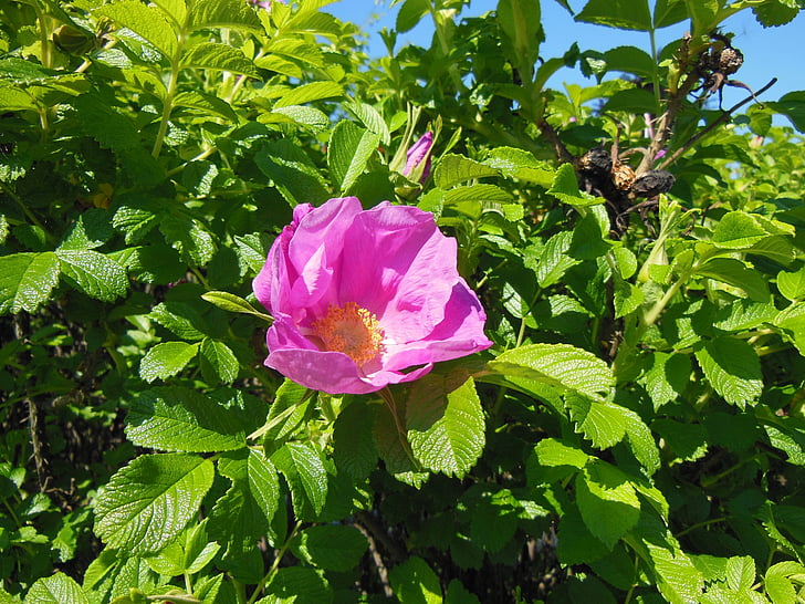 Rosa rugosa, flors, arbust, robusta, resistents, arbusts de moltes tiges, espinós
