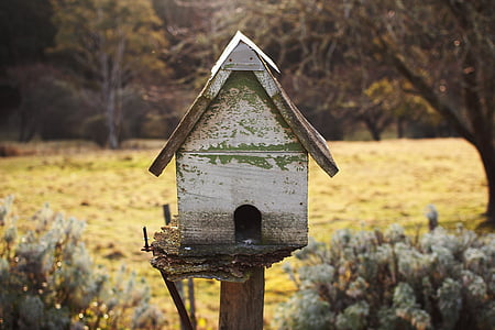 birdhouse, house, green, outside, sunny, afternoon, garden