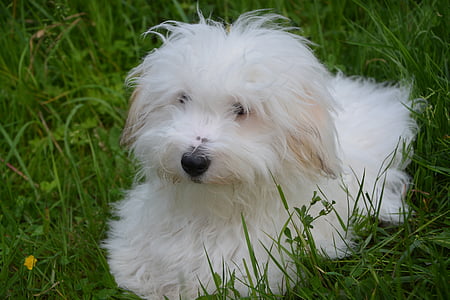 katoen Tuléar, hond, dier, huisdier, Petit, schattig, witte hond