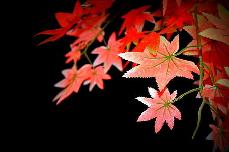 Leaf, Nočný pohľad, listy stromov, Príroda, zblízka, jeseň, zmeniť