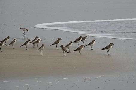 Chorlo de arena menor, pájaro, aves, fauna, aviar, Playa, Mar Arábigo