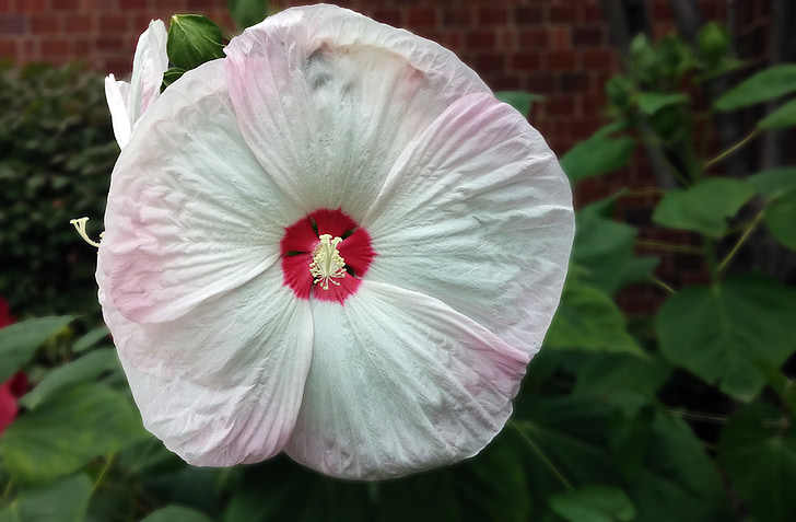 hibiscus, flower, plant, rose mallow, pink, white, herbaceous