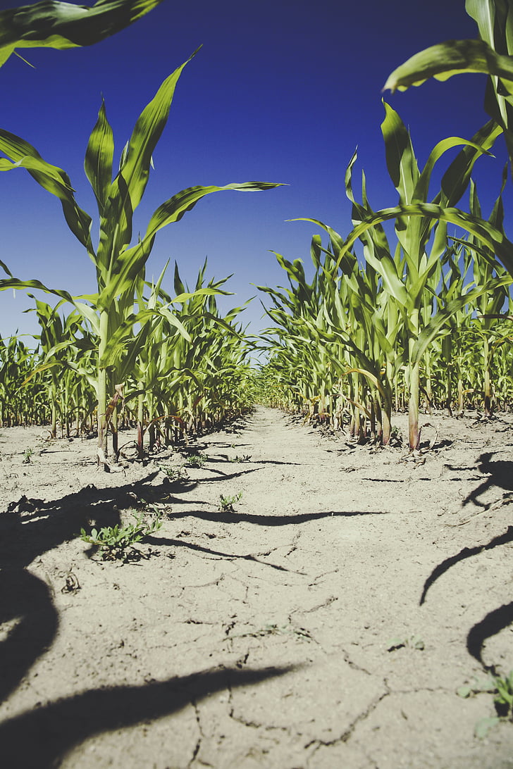 corn, field, agriculture, cornfield, harvest, arable, drought